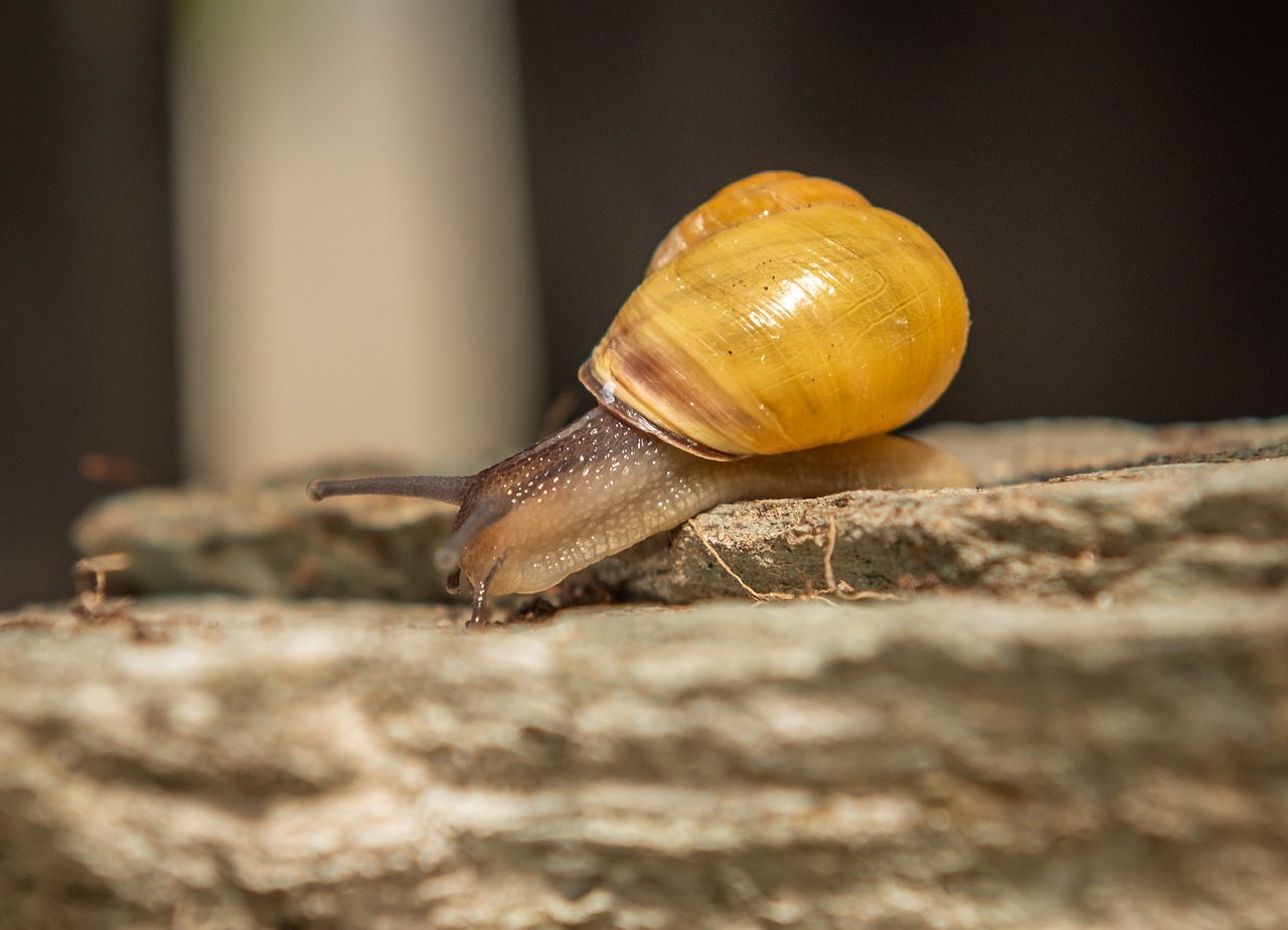 snails  shell  mollusk free photo