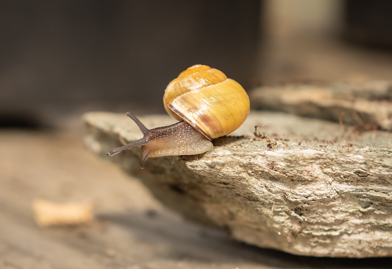 snails  shell  mollusk free photo