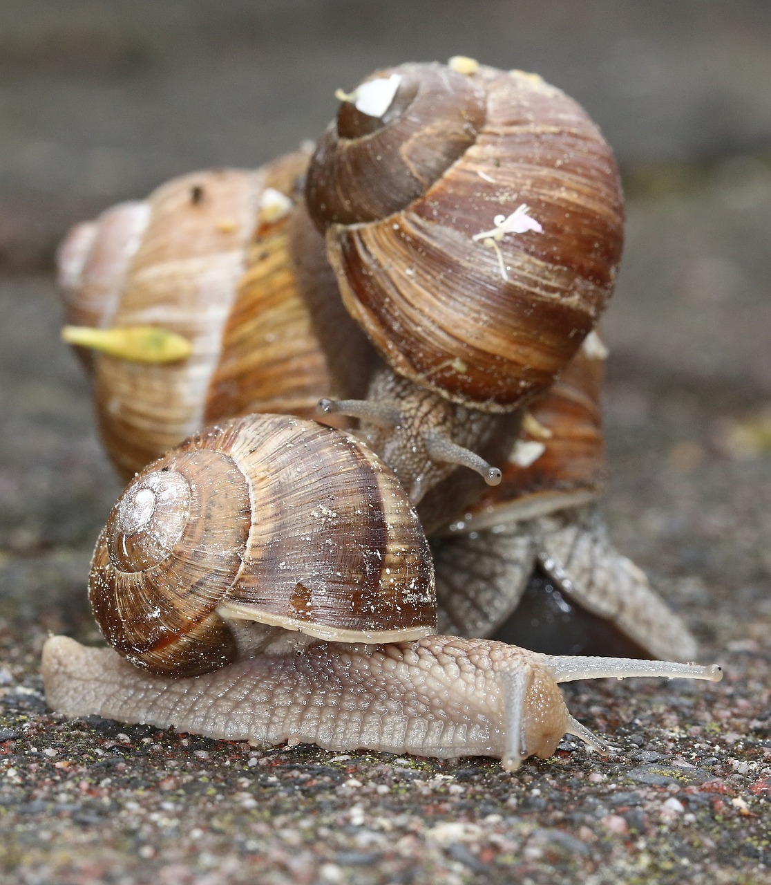 snails  snail  shell free photo