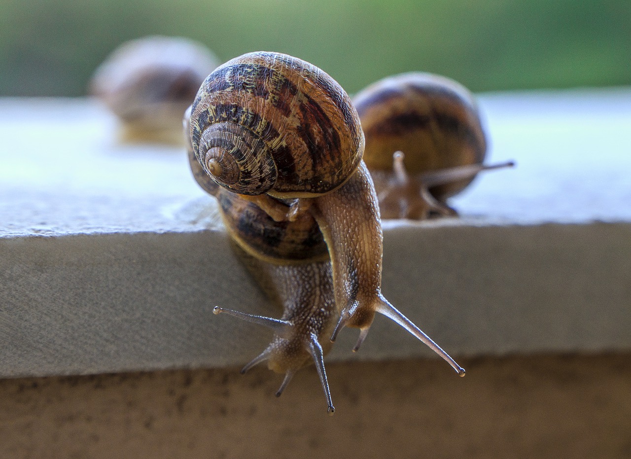 snails  gastropods  molluscum free photo