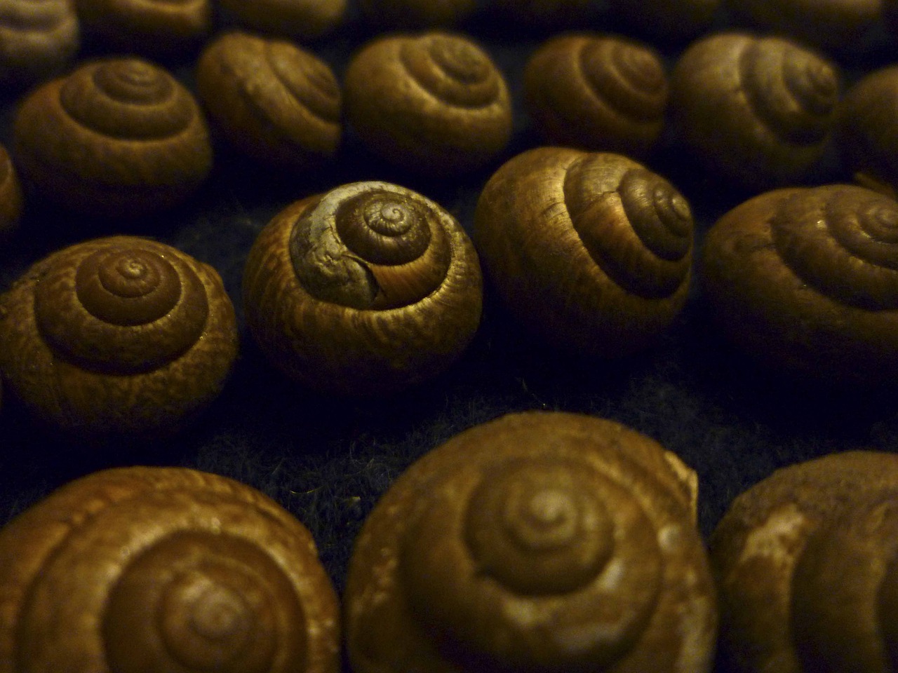 snails  snail shell  shell free photo