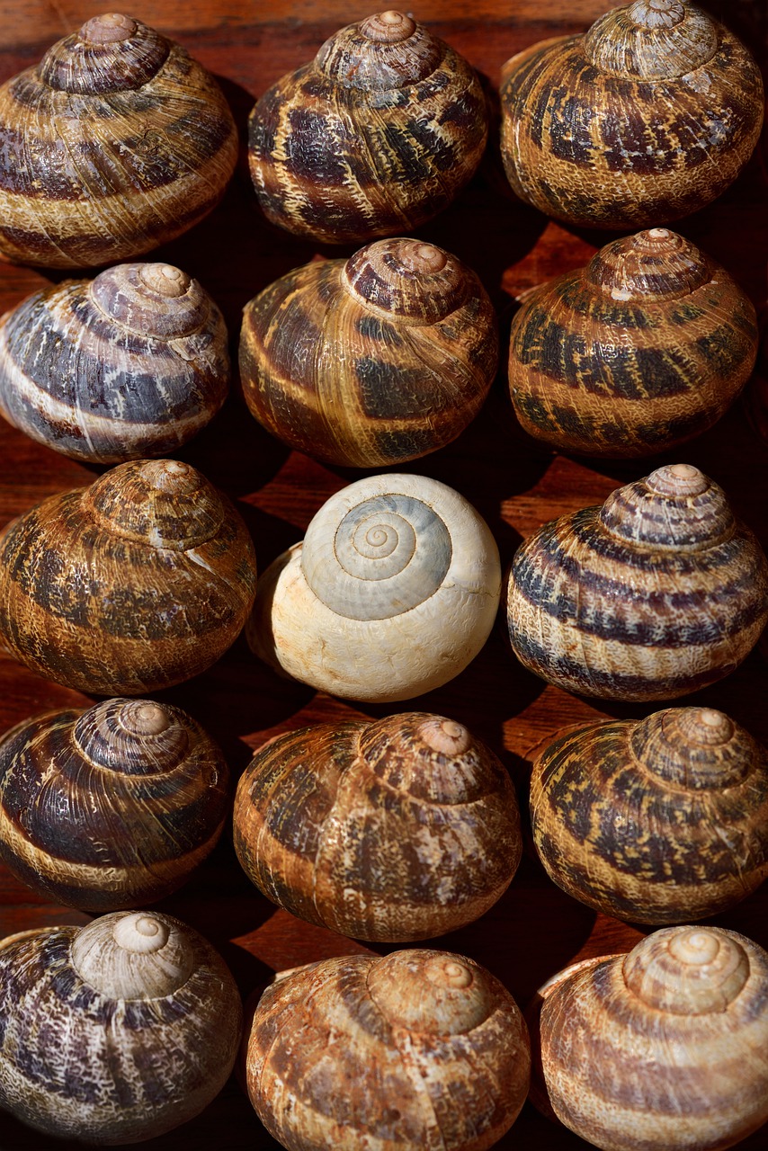 snails  snail shells  system free photo