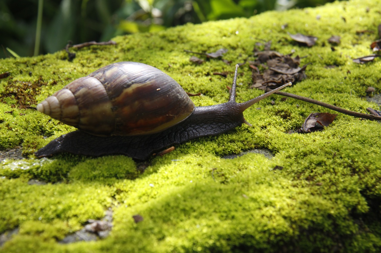 snails moss green free photo