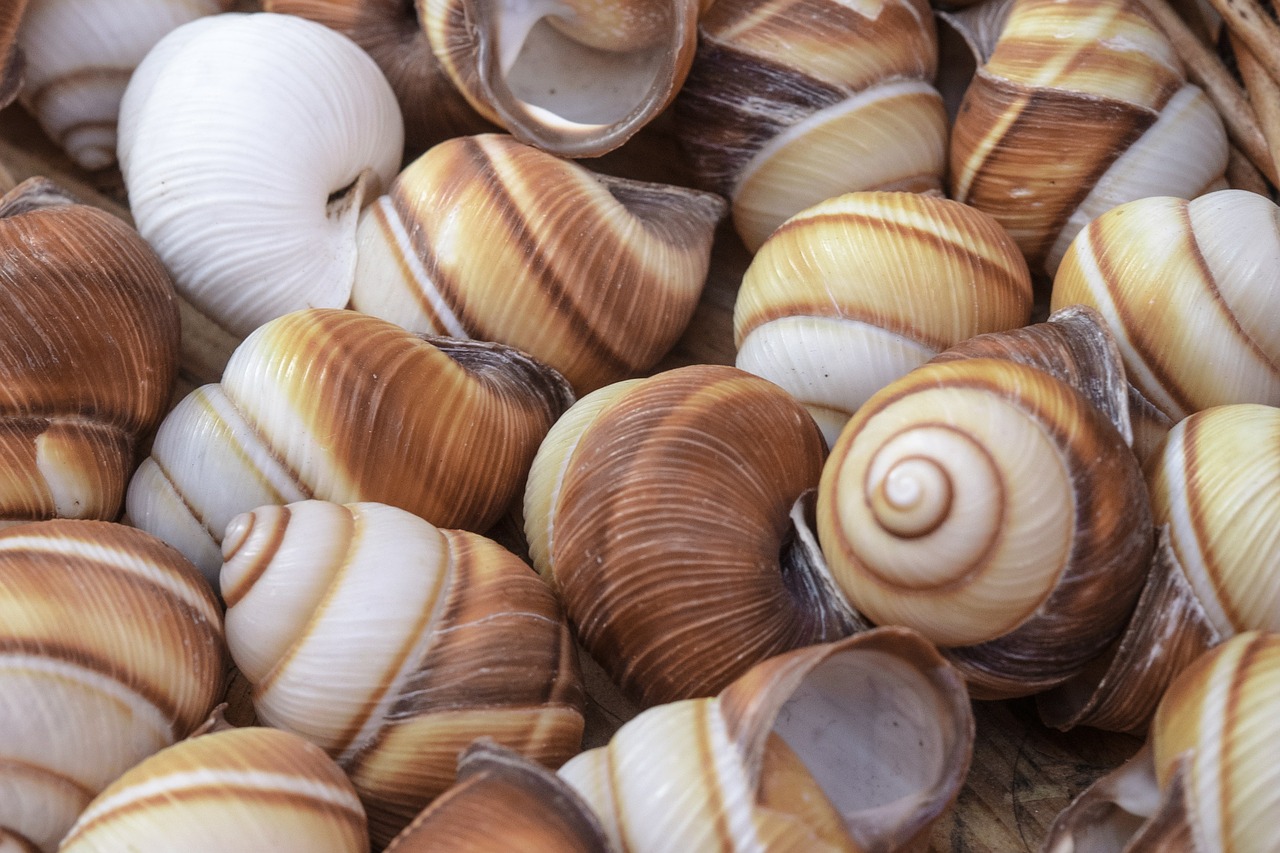 snails shell mollusk free photo