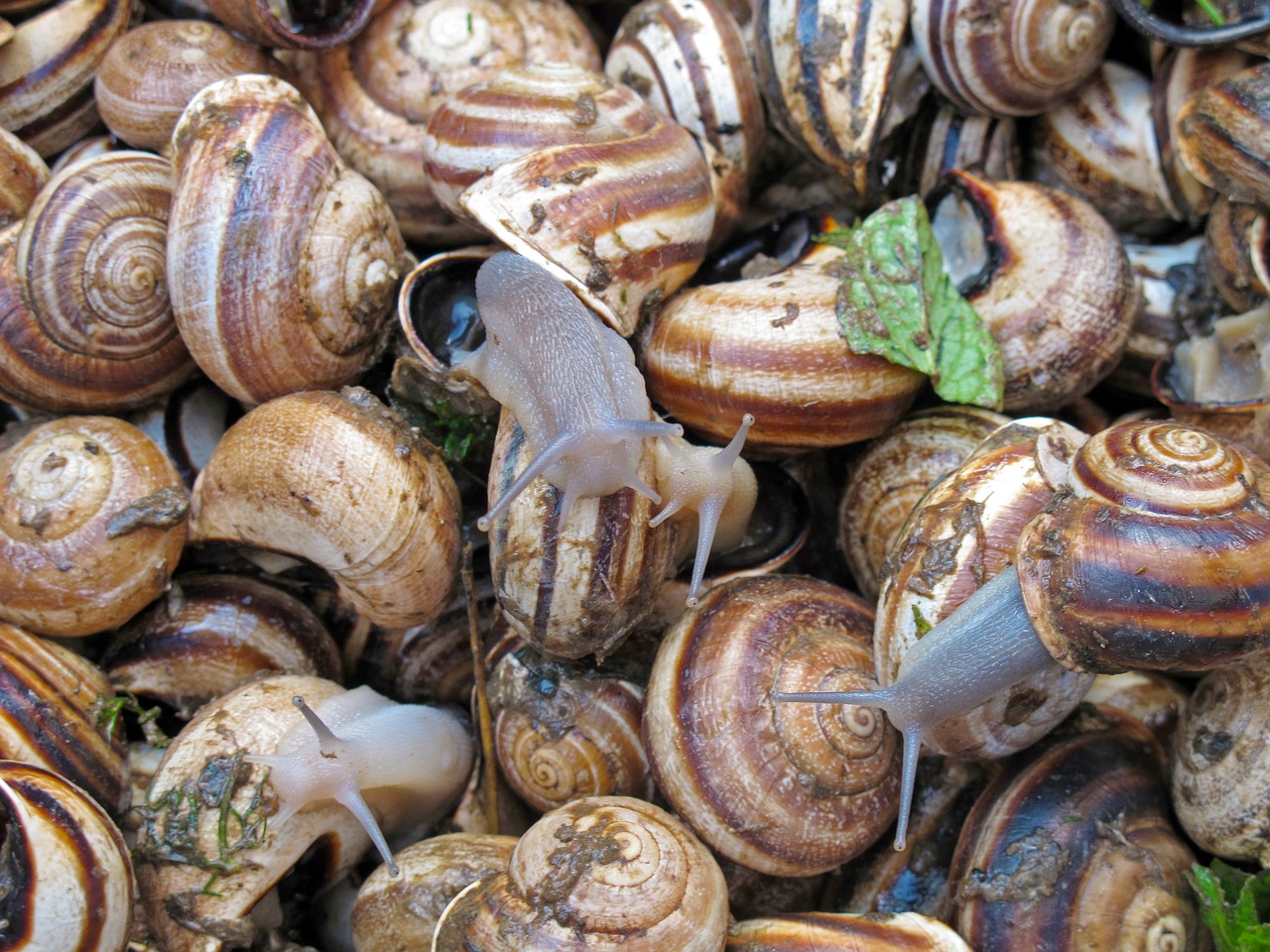 snails escargot delicacy free photo