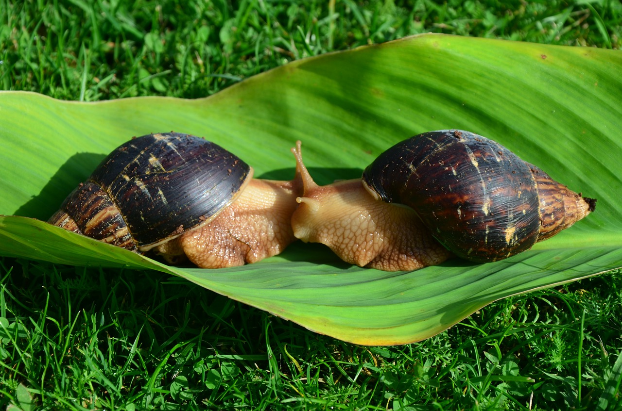 snails sheet green free photo