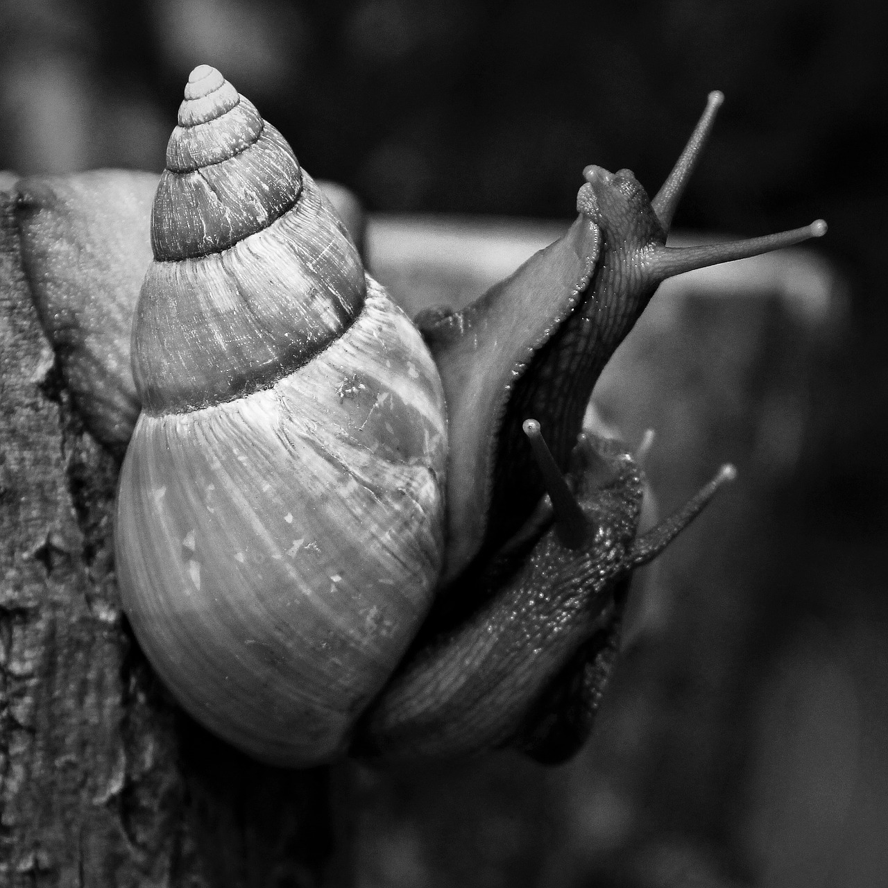 snails achatina african free photo