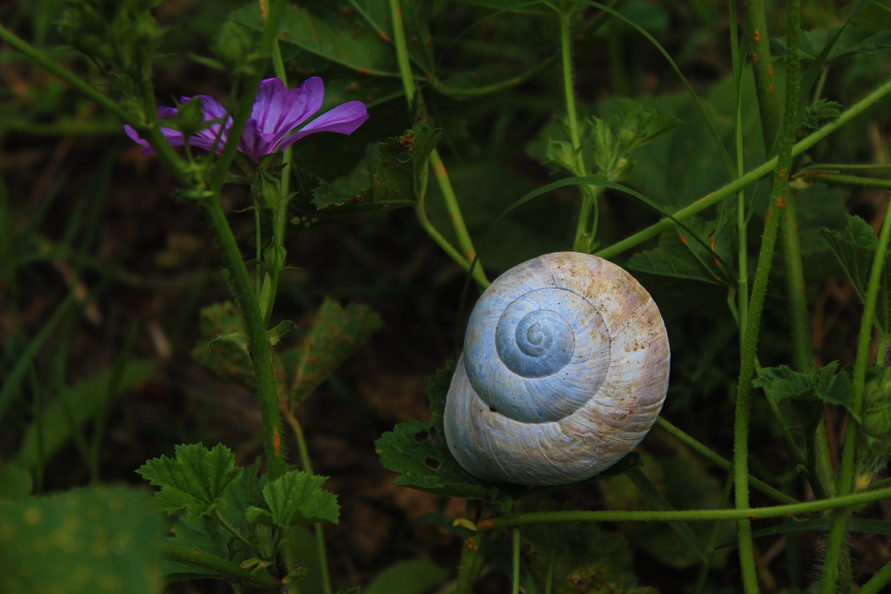 snails wrap fortress free photo