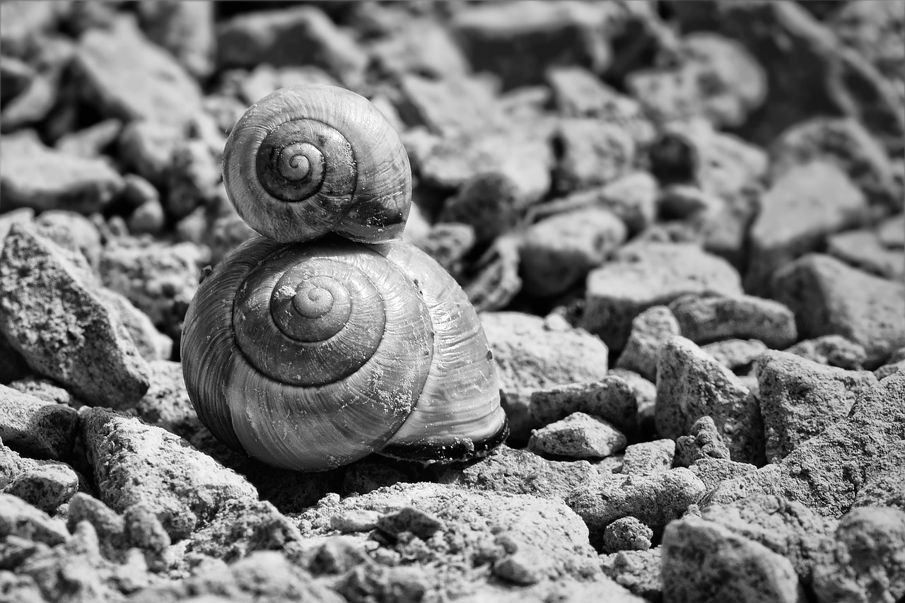 snails shell snail shells free photo