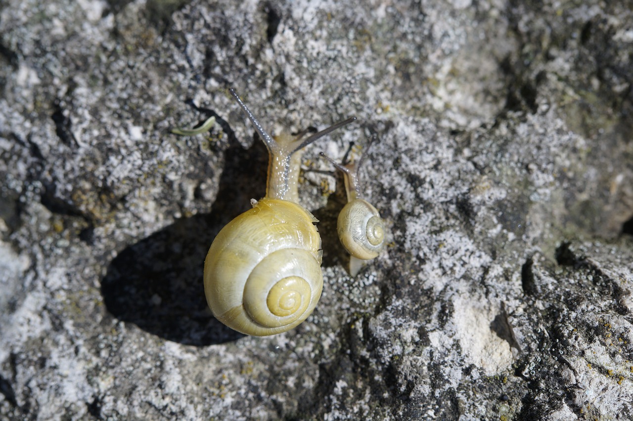 snails race crawl free photo