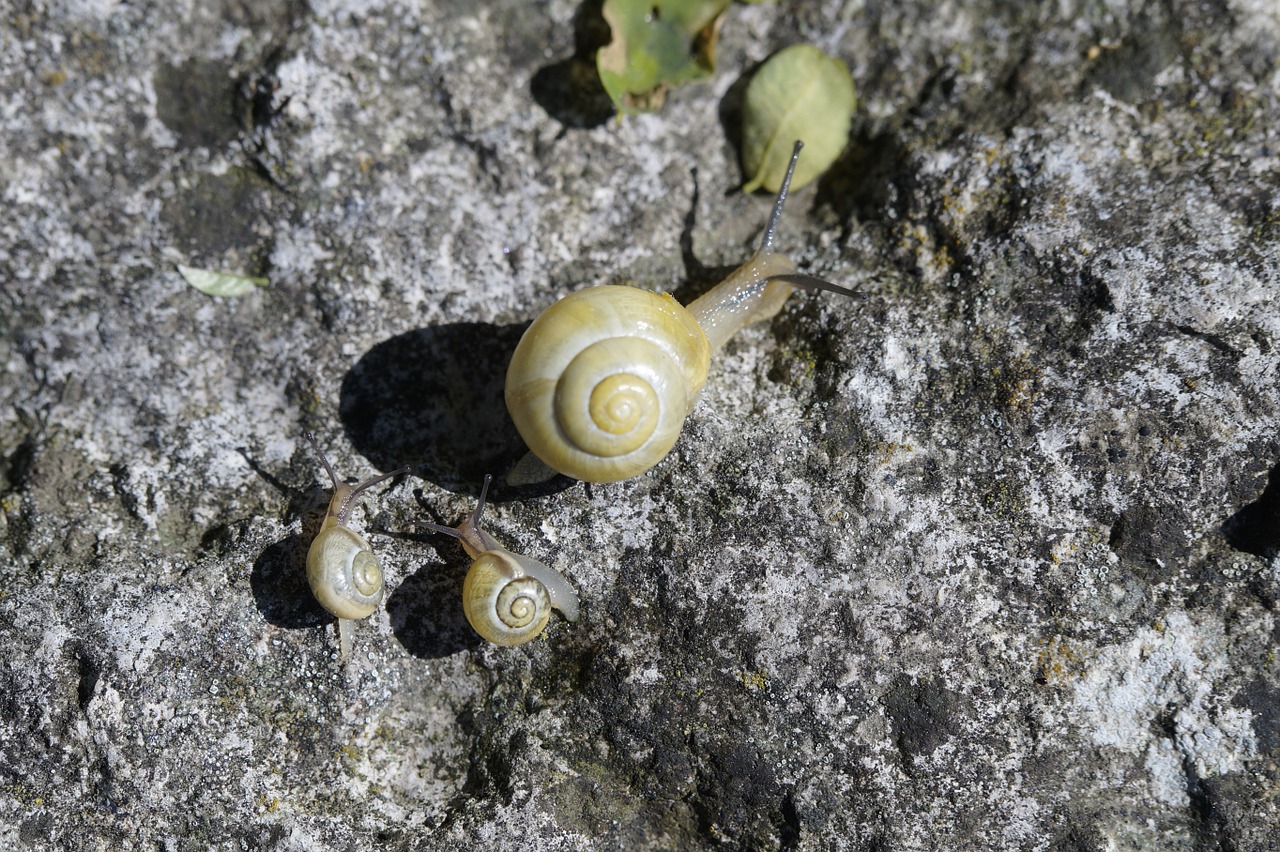 snails family crawl free photo