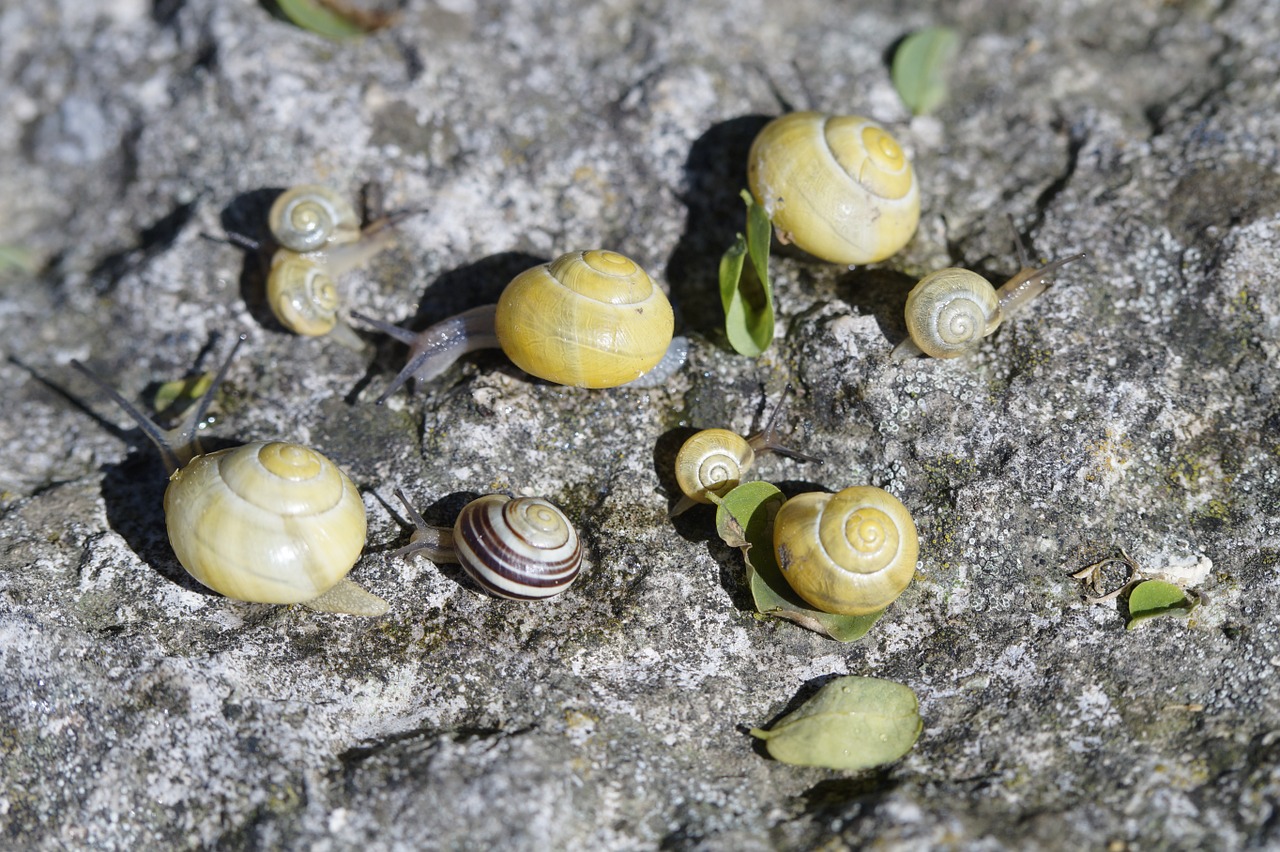 snails crawl steinig free photo