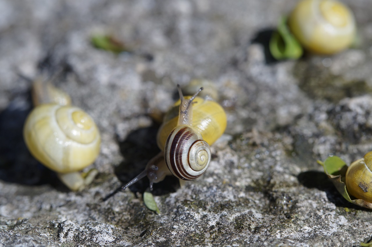 snails crawl steinig free photo