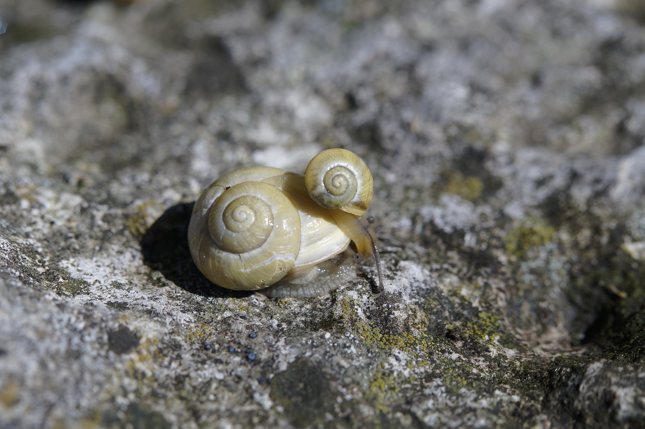 snails housing molluscs free photo