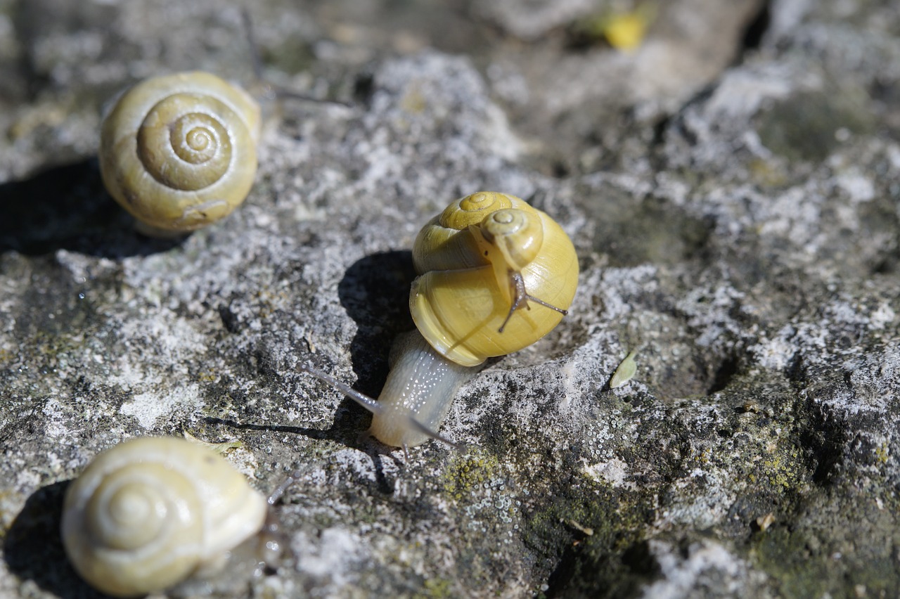 snails crawl steinig free photo