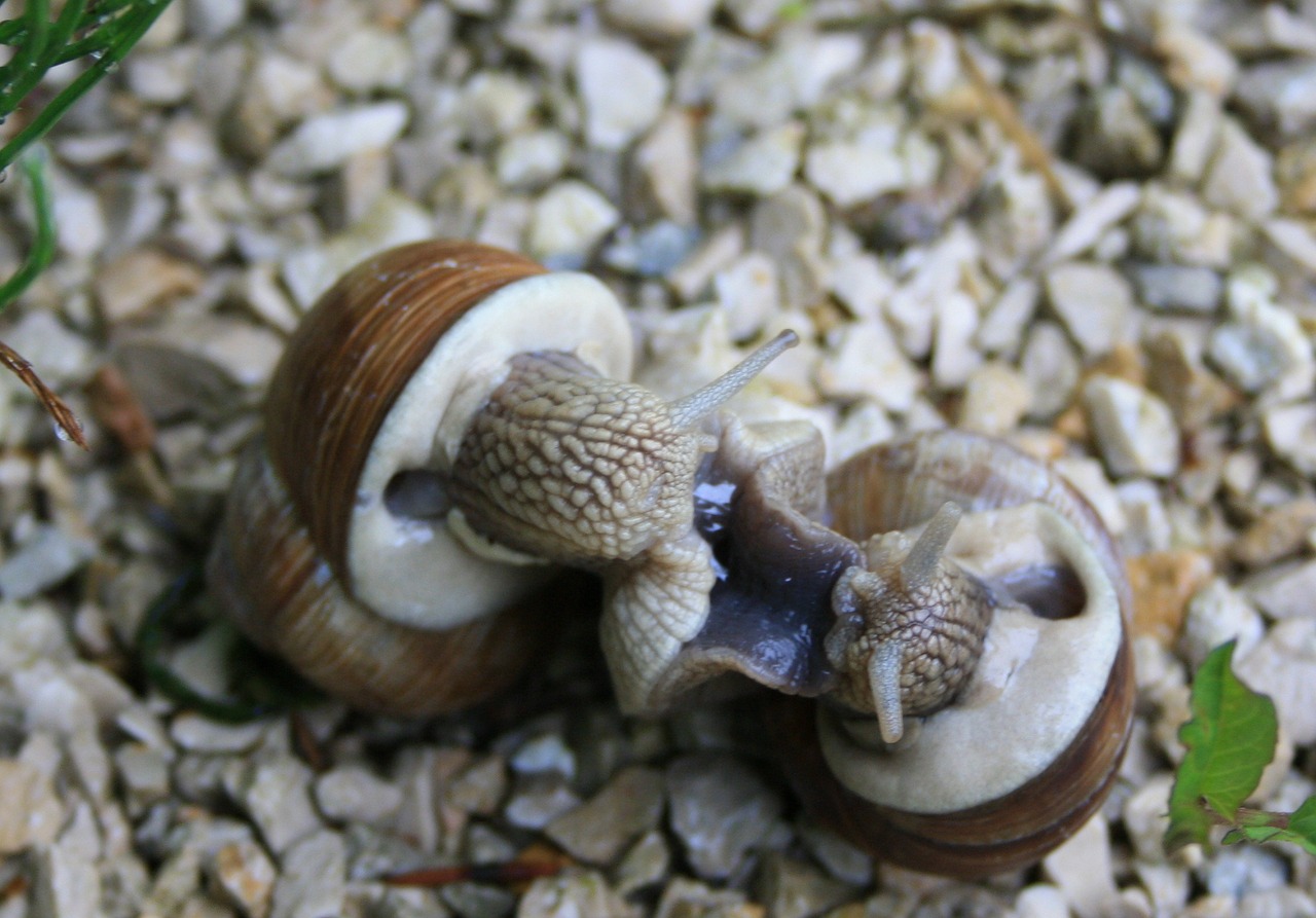 snails snail lovers free photo
