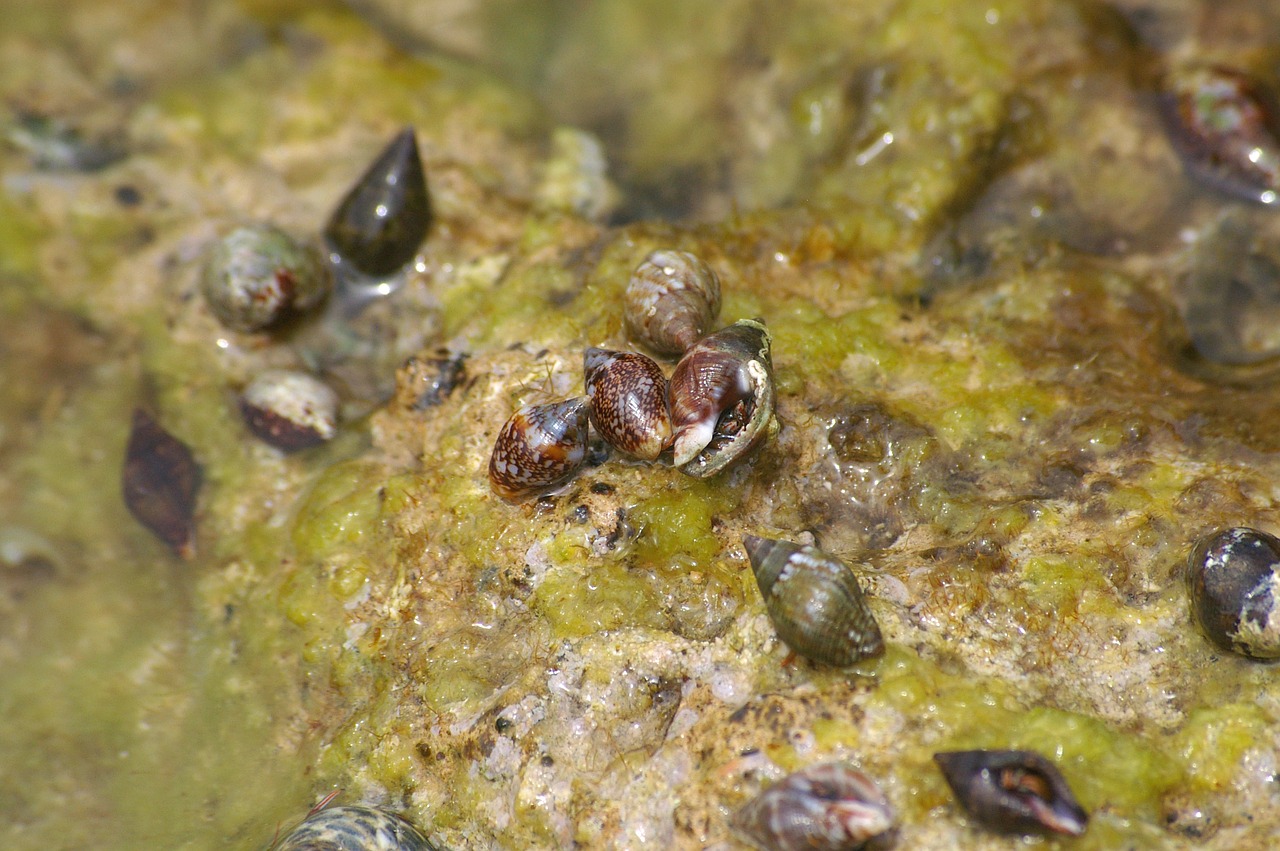 snails snail shell seaweed sea free photo