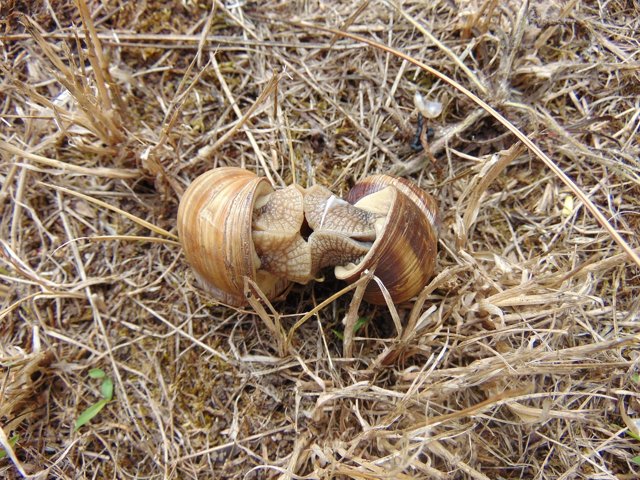 snails mating grass free photo