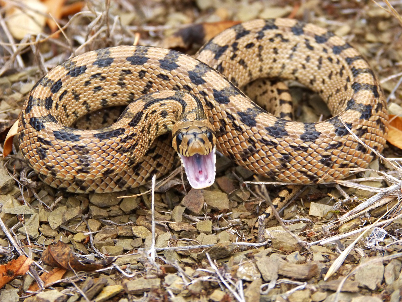 snake threat brown free photo