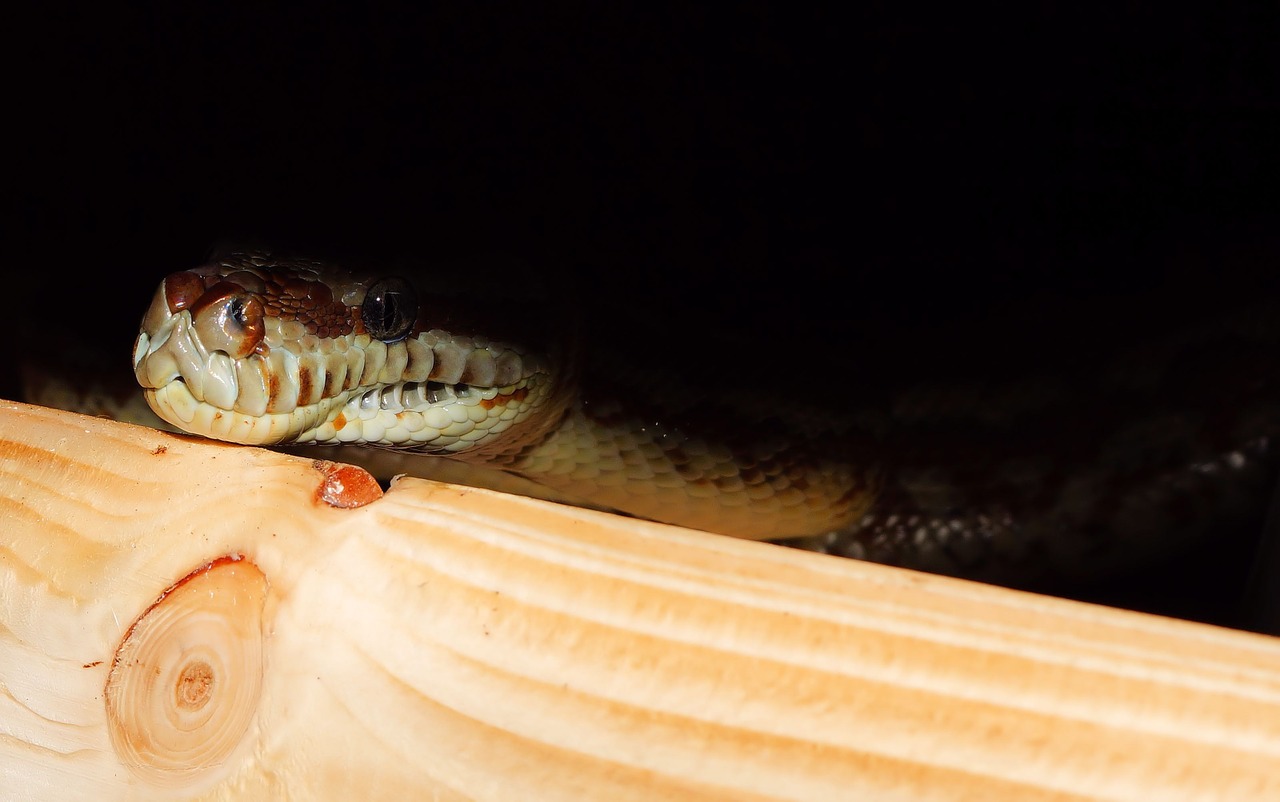 snake python carpet python free photo