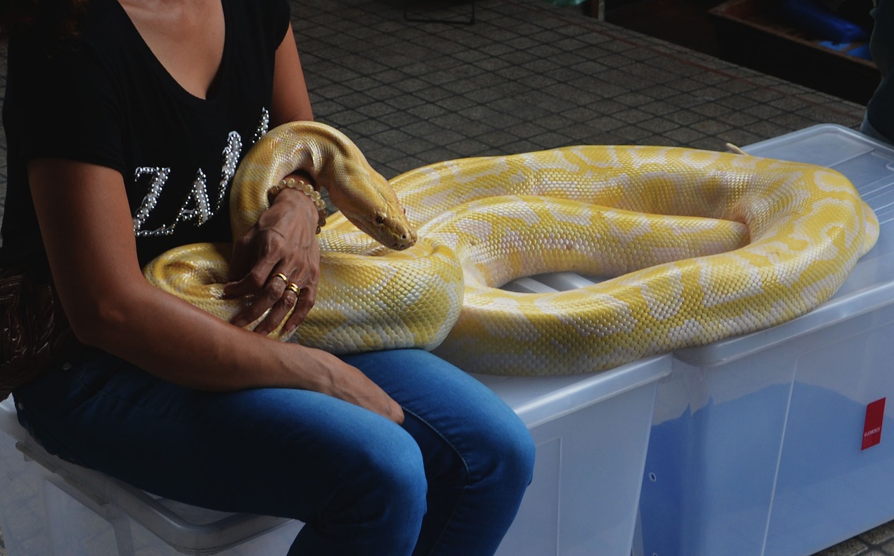 snake python boa constrictor free photo