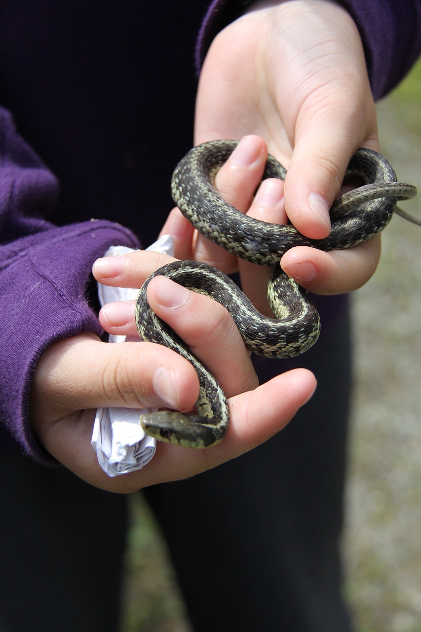 snake fear tame free photo