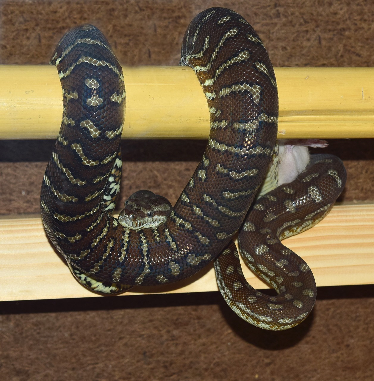 snake python carpet python free photo