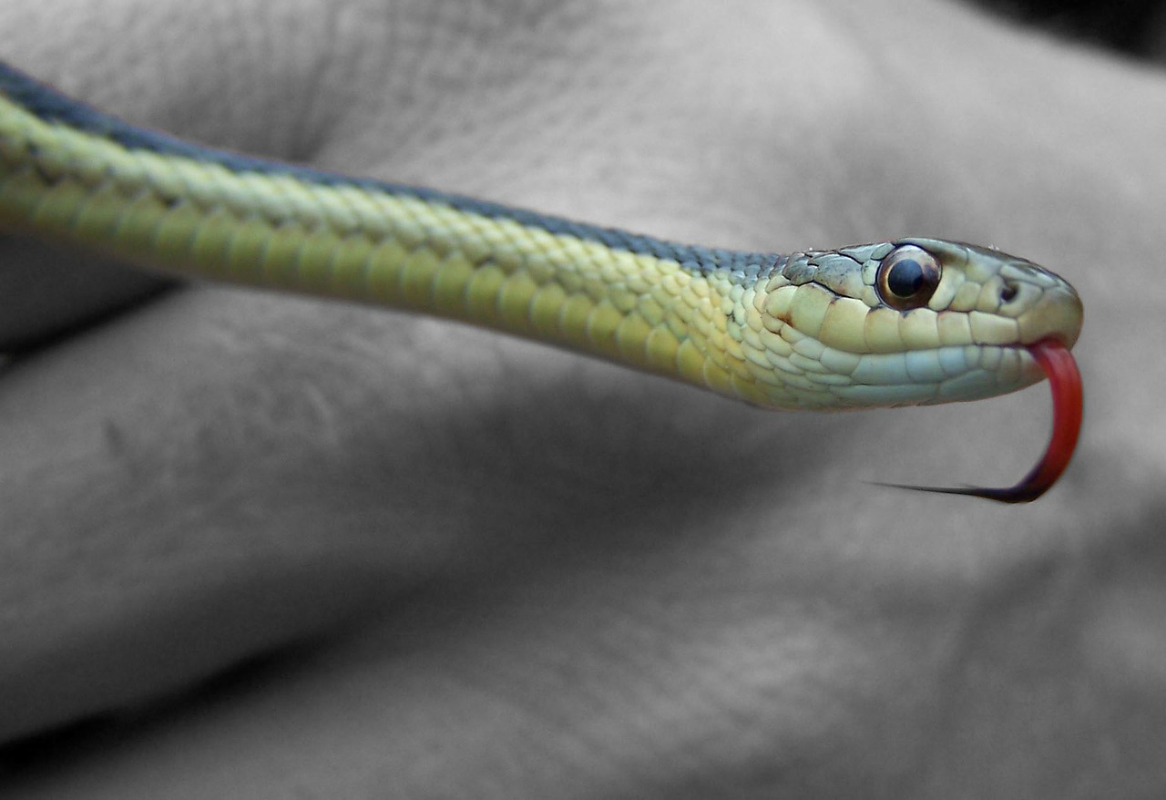 snake tongue reptile free photo