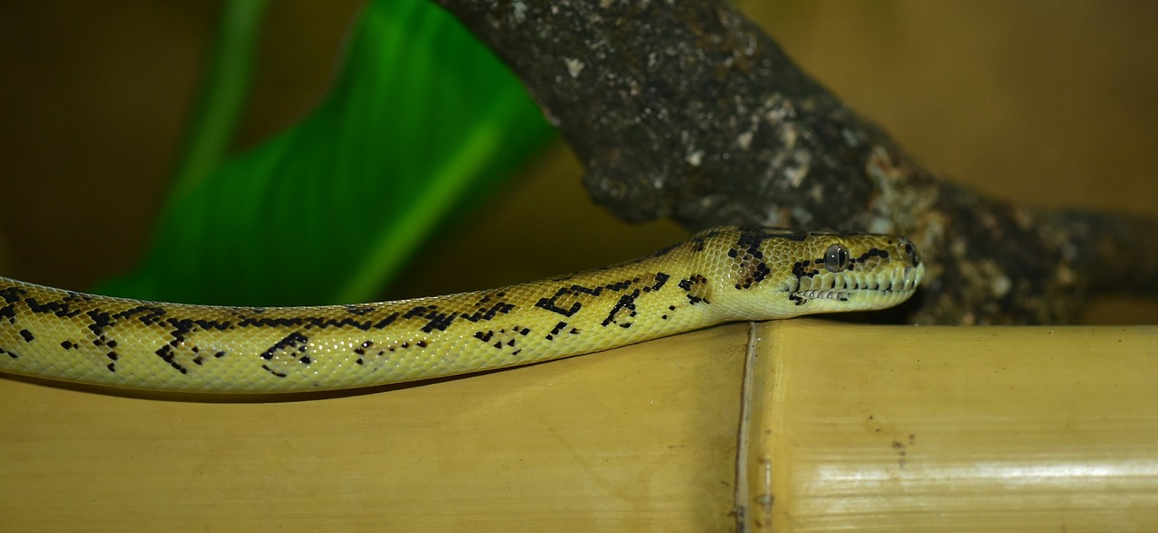 snake carpet python wild animal free photo