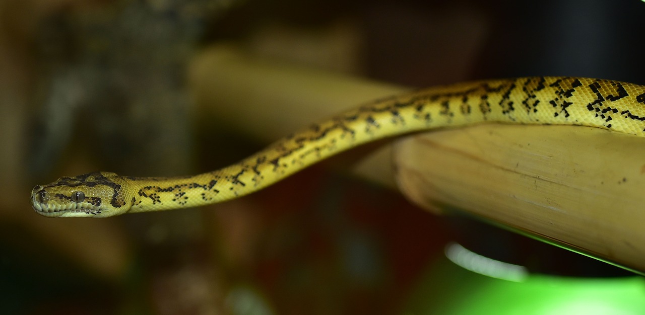 snake carpet python wild animal free photo
