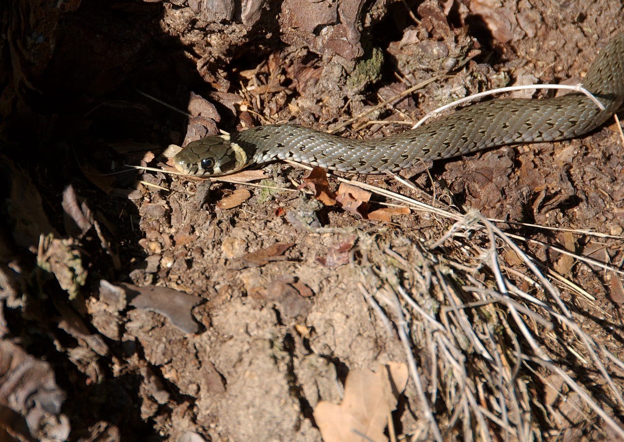 snake natter animal free photo