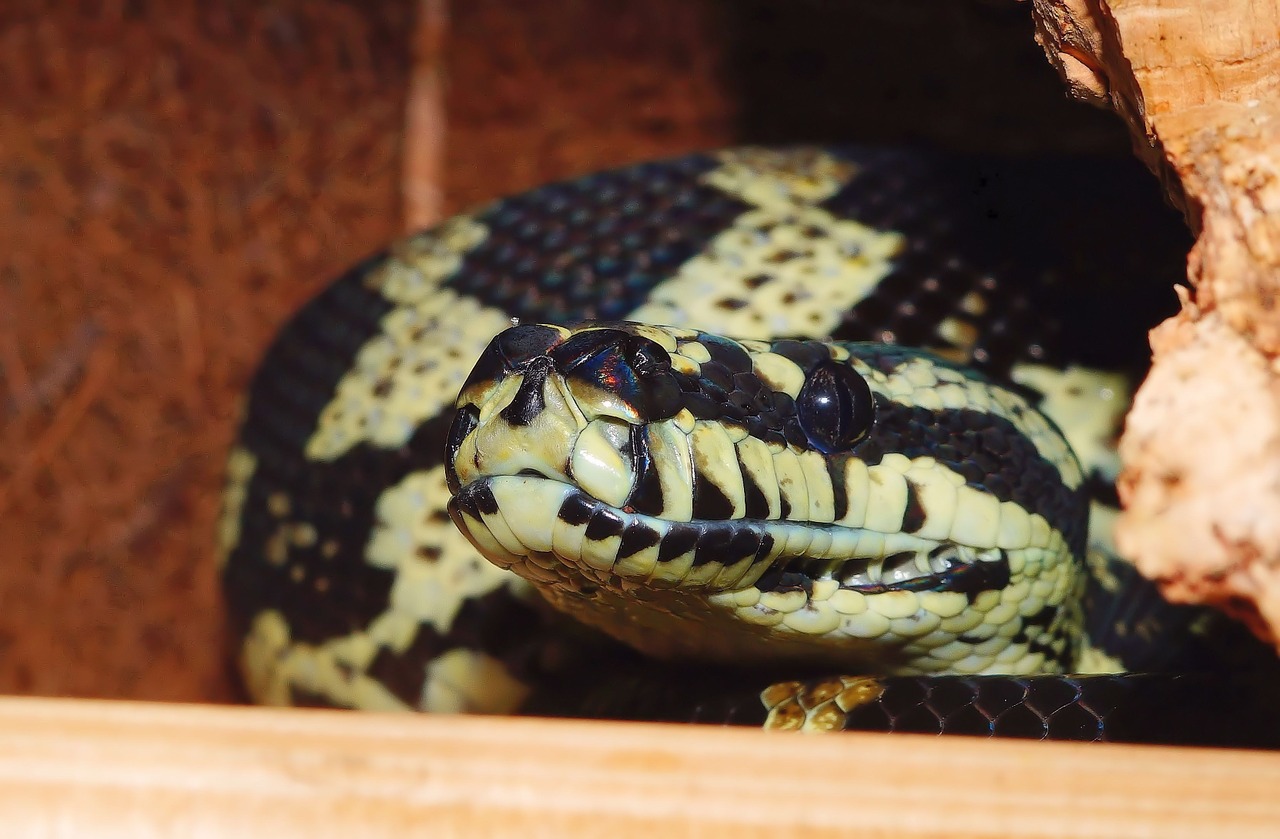 snake carpet python diamond python free photo