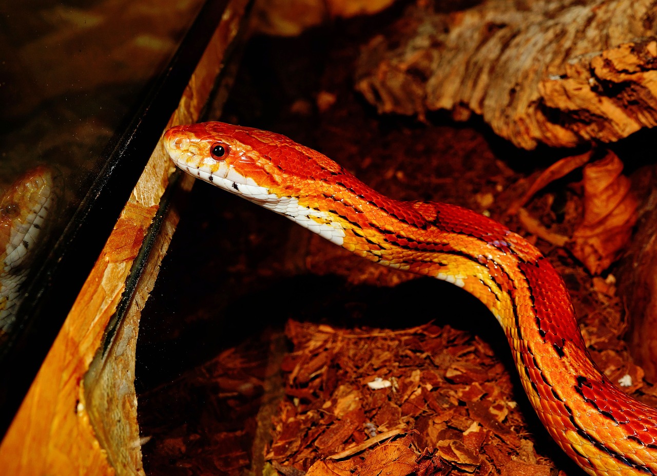 Beautiful Woman As Gorgon With Corn Snake Stock Photo - Download