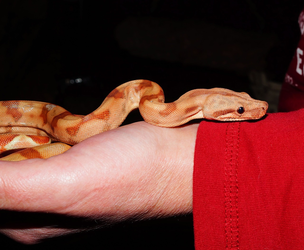 snake boa constrictor imperator food free photo