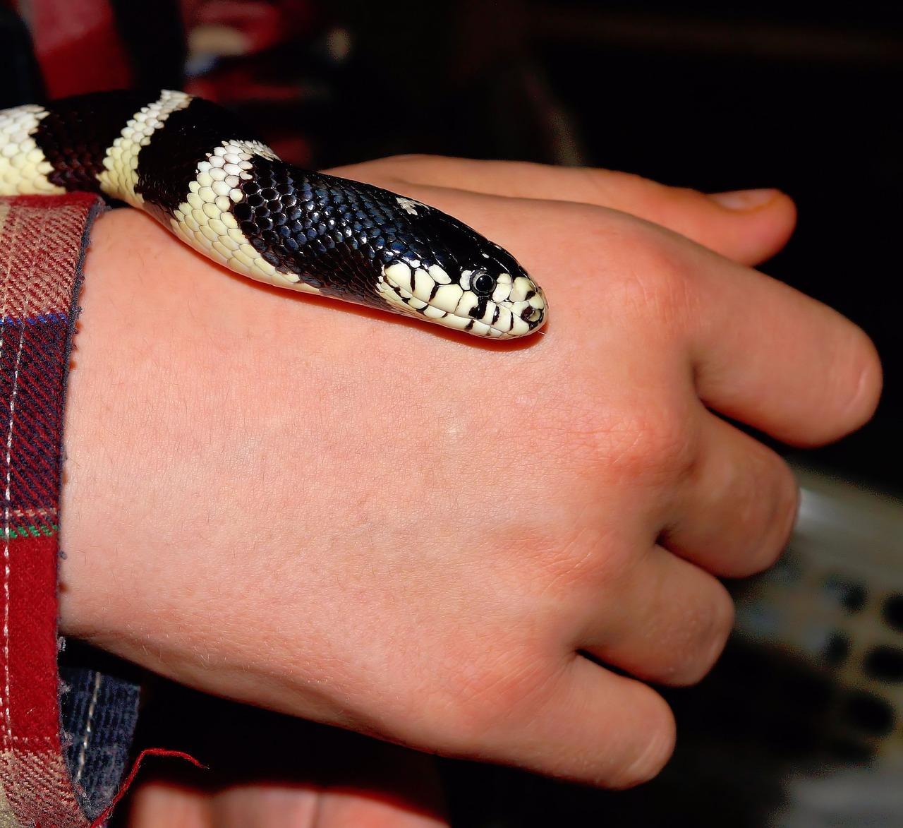 snake california getula chain natter free photo
