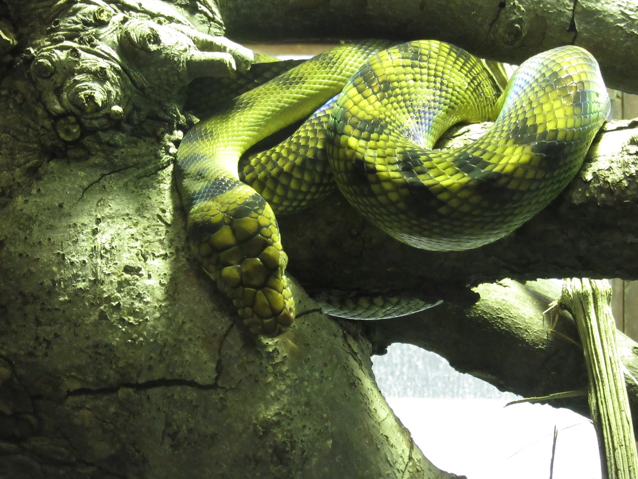 snake green yellow free photo