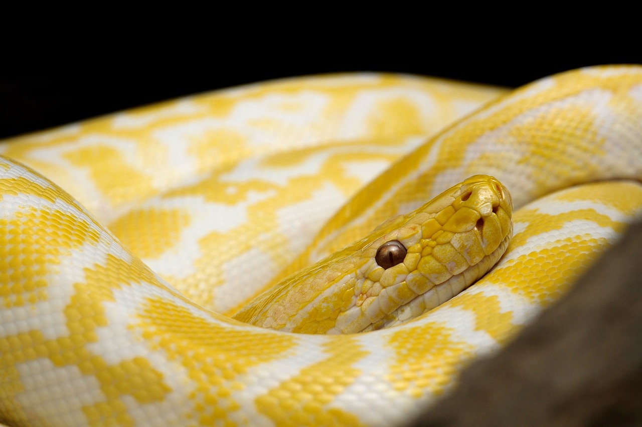 snake yellow snake gad free photo