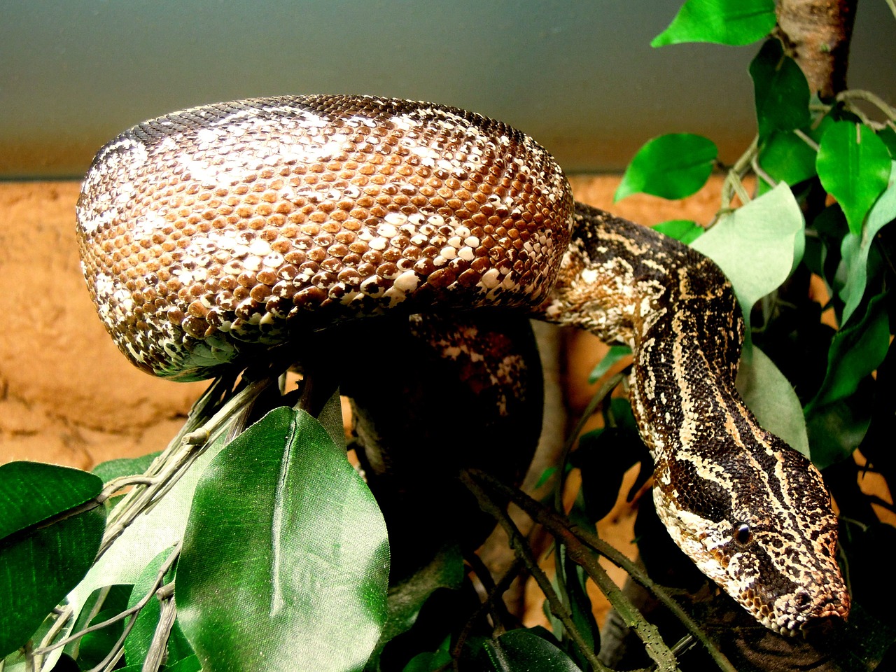 snake animal reptile free photo