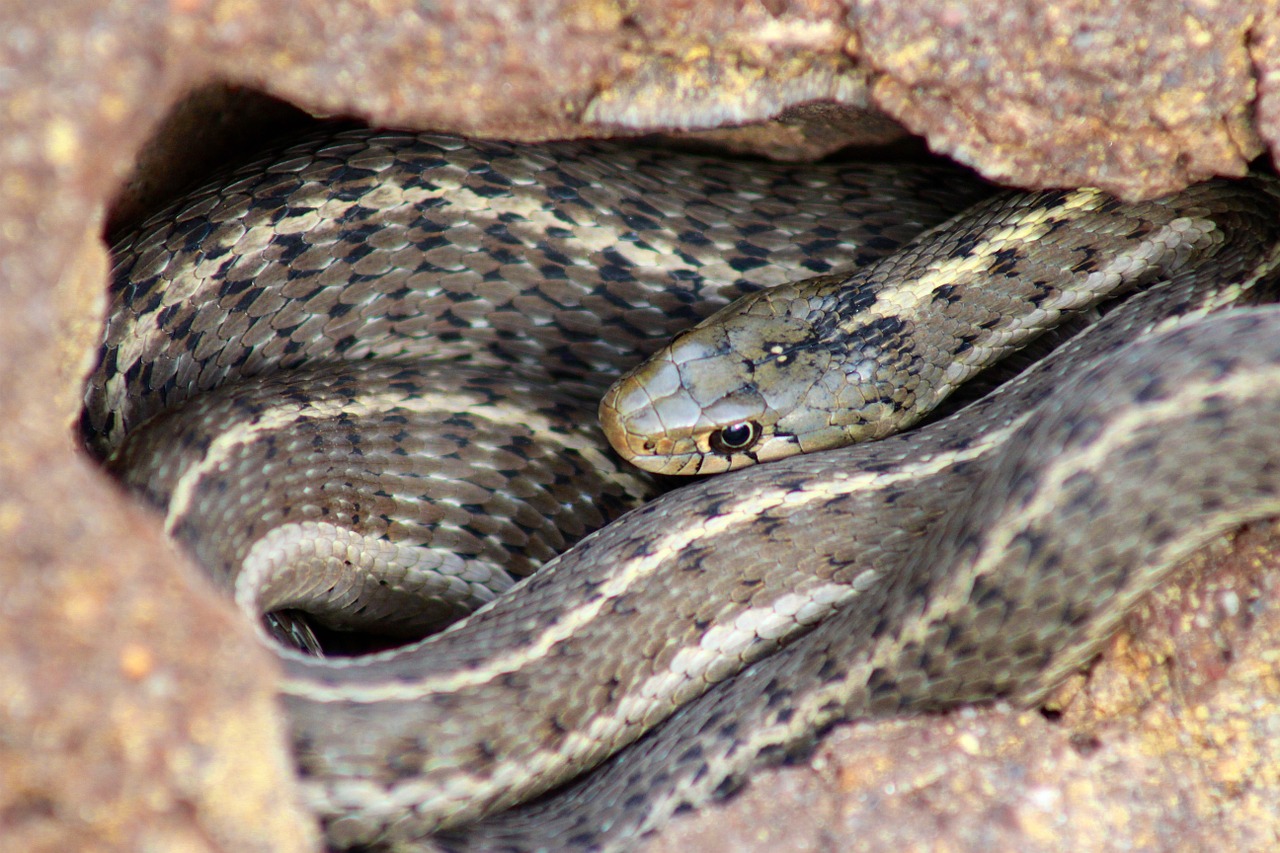 snake reptile fauna free photo