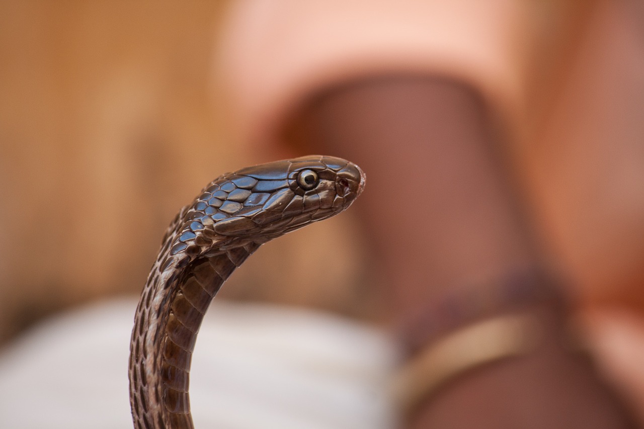 snake snake charmers cobra free photo