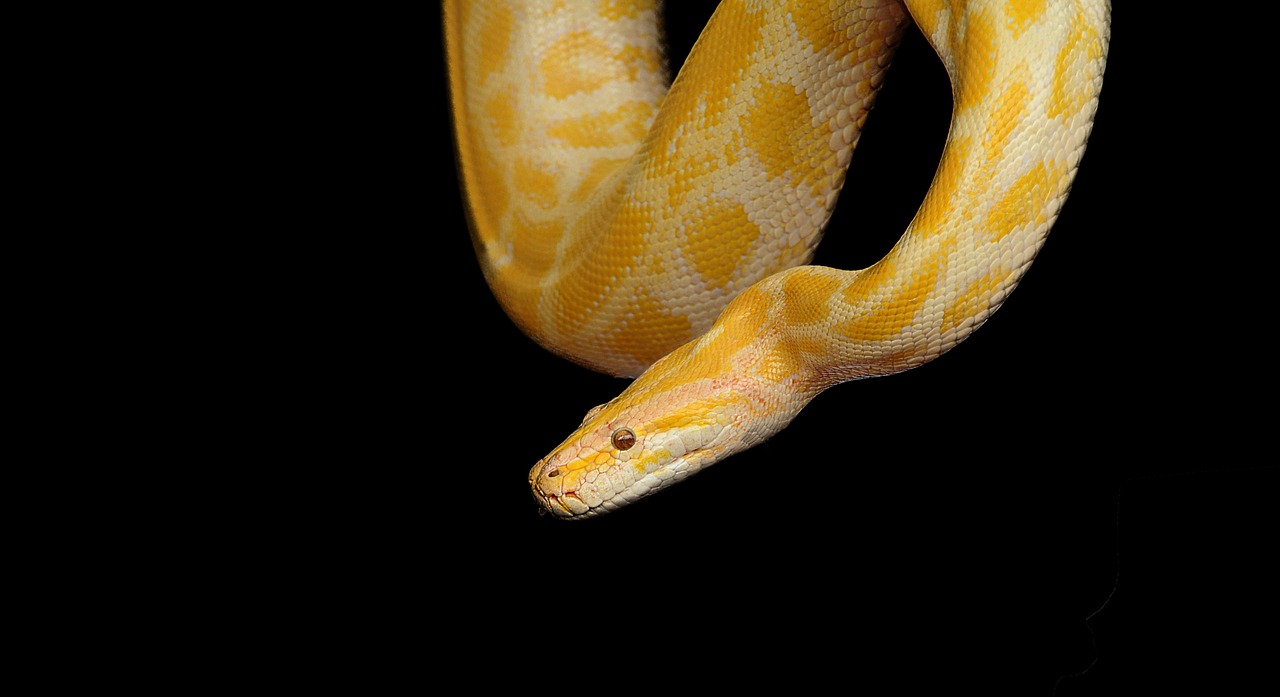 snake python yellow python free photo