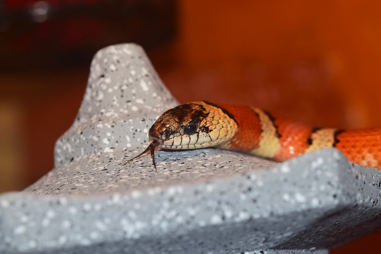 snake non toxic constrictor free photo