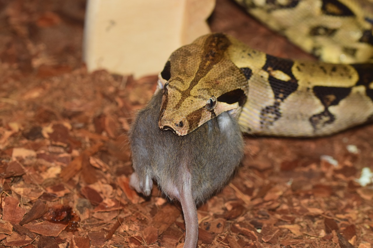 snake constrictor boa free photo