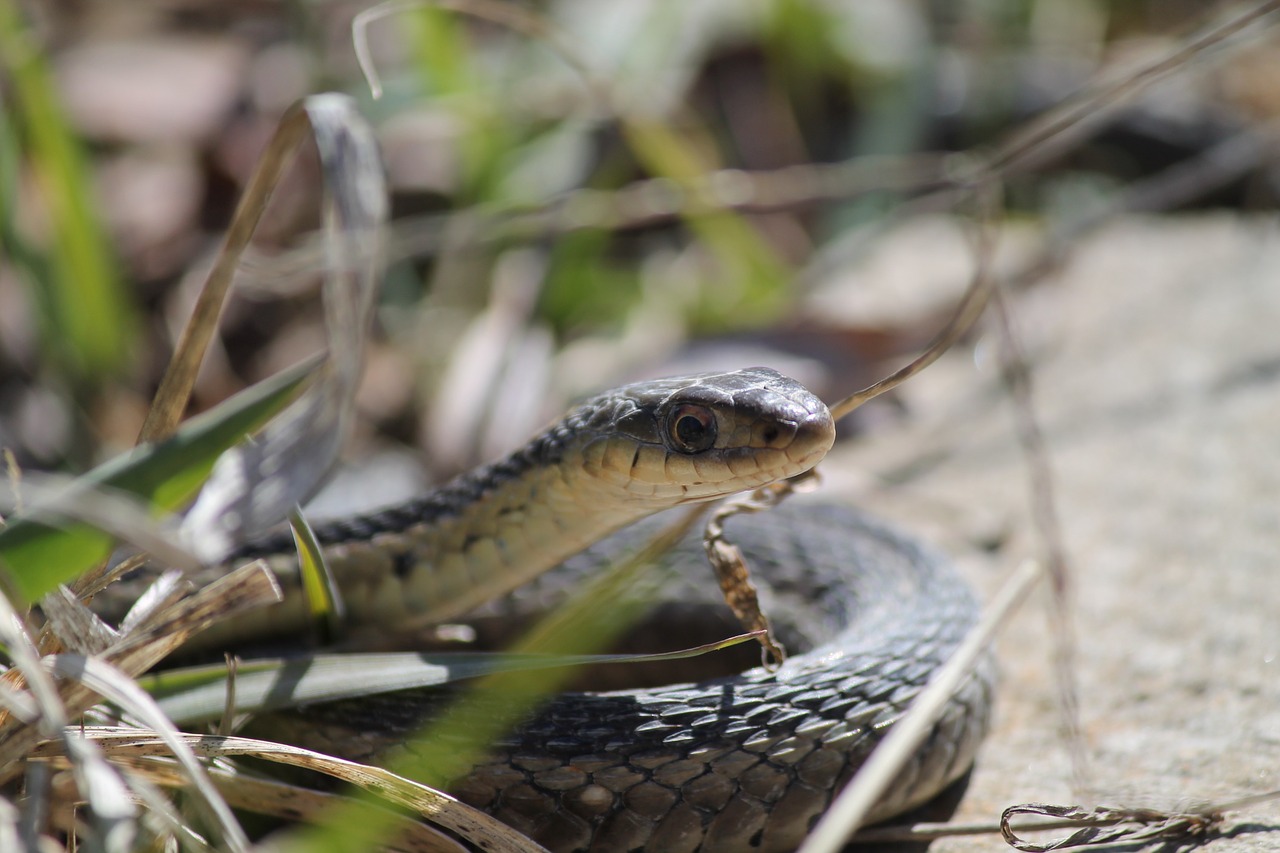 snake reptile wildlife free photo