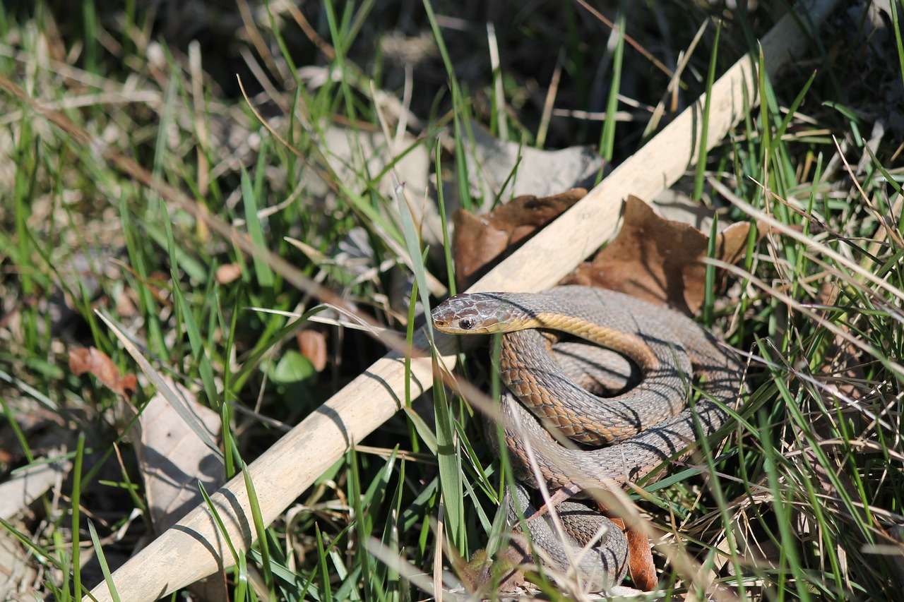 snake garter reptile free photo