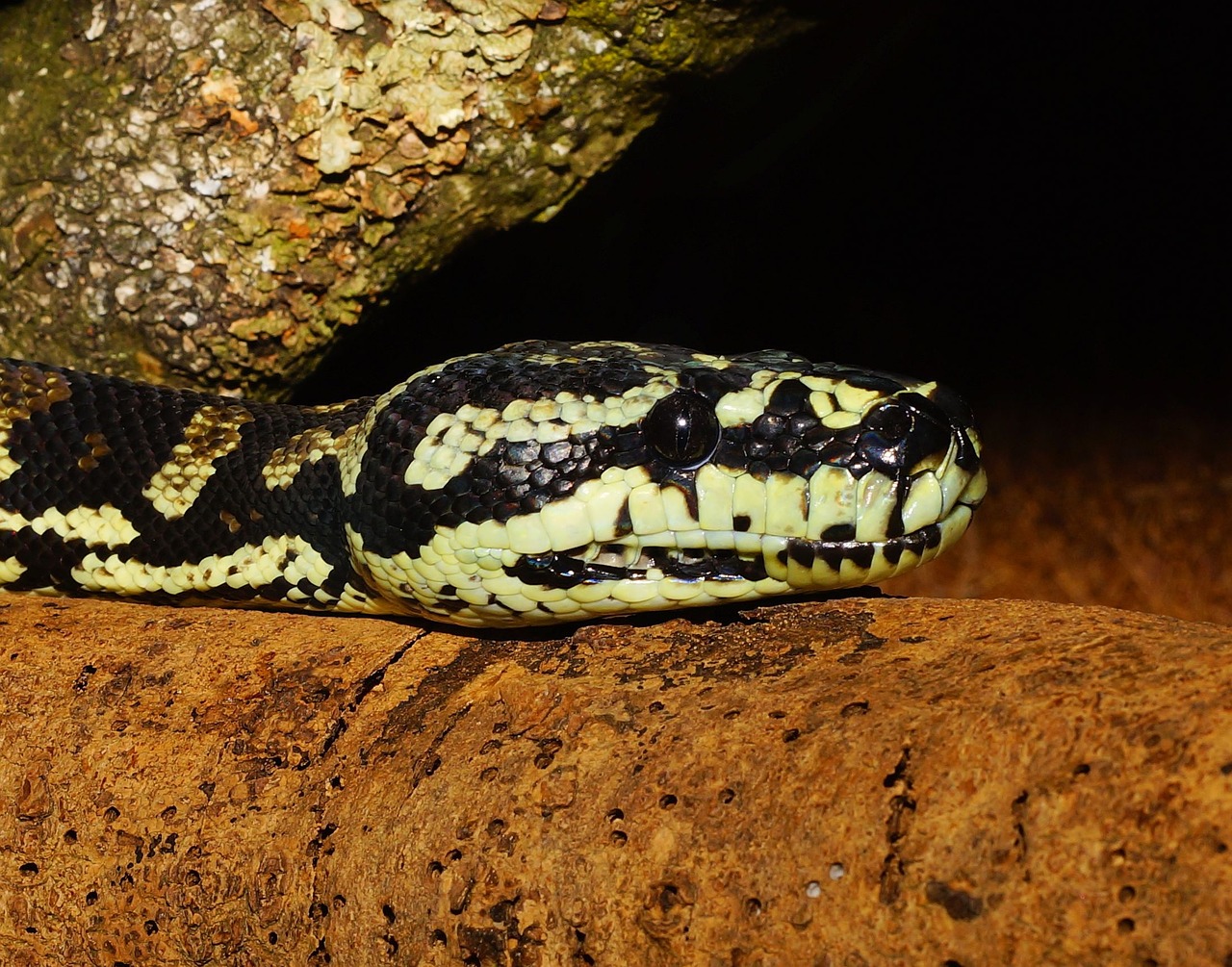 snake python tree python free photo