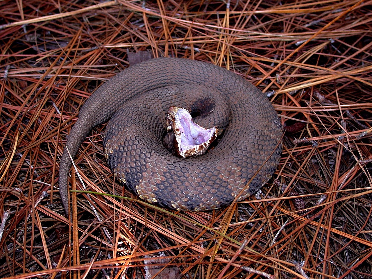 snake water moccasin viper free photo