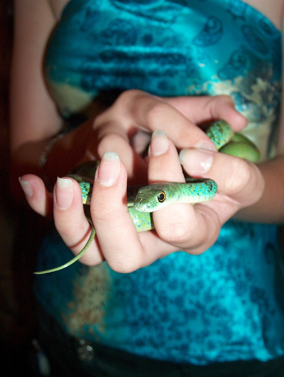 snake hands girl free photo