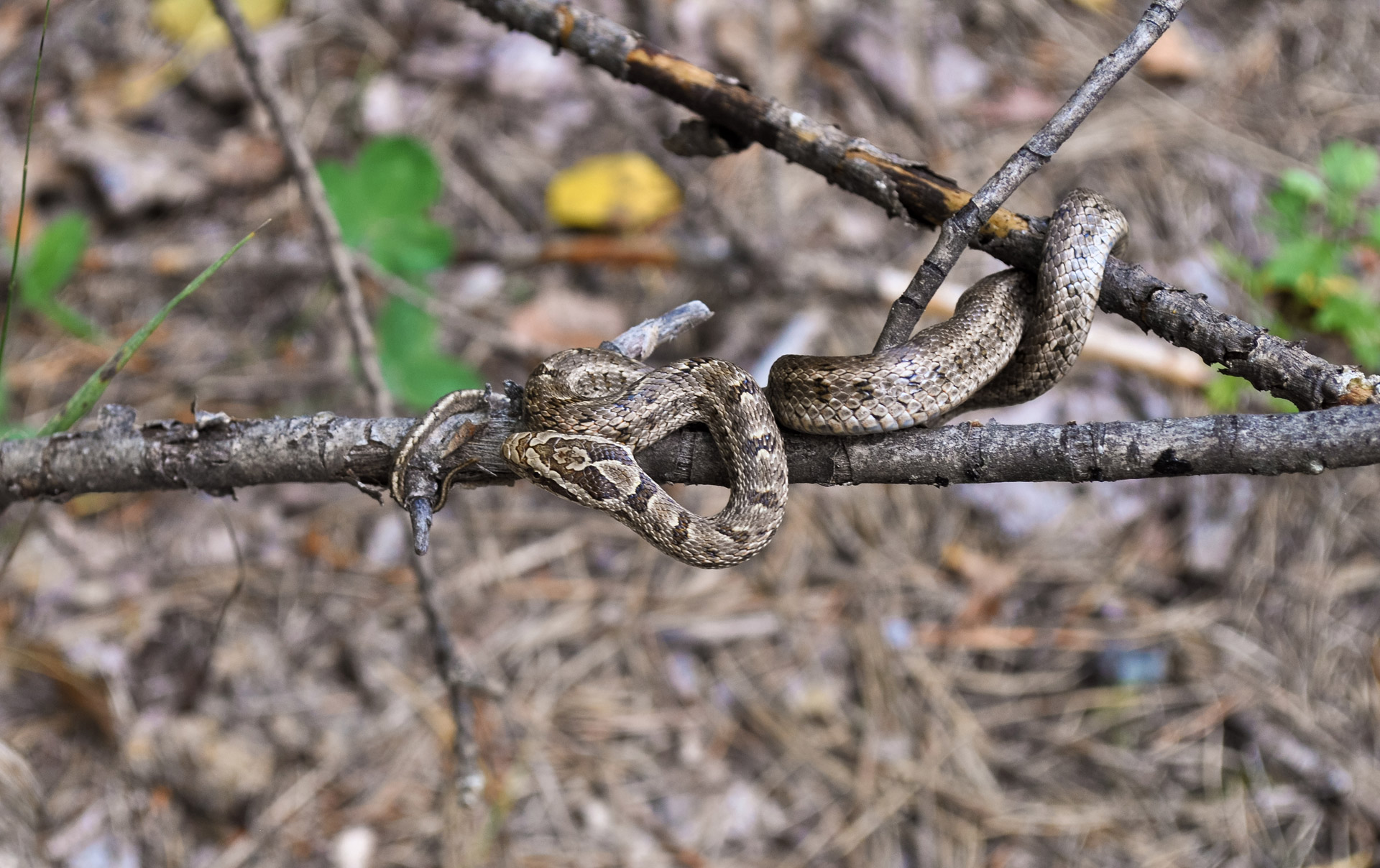 poisonous snakes viper free photo