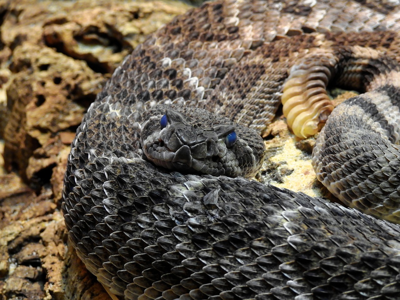 snake rattlesnake toxic free photo